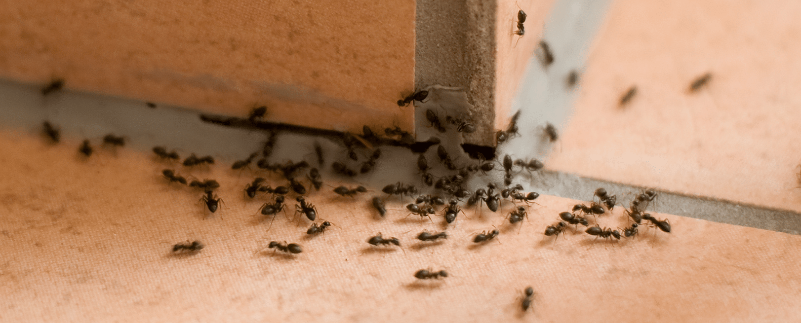 Ameisenbefall