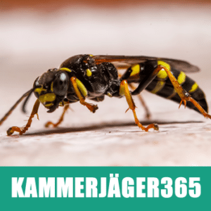 kammerjaeger365-wespen-entfernen2