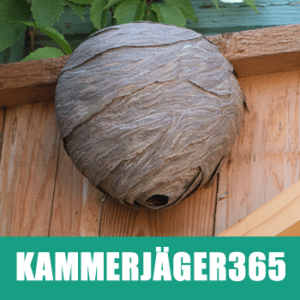 kammerjaeger365-wespennest-entfernen